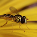 Hoverfly