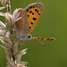 Small Copper Butterfly