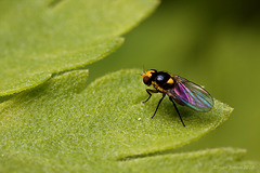 Tiny Fly