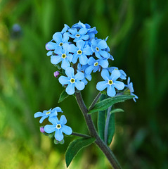 Forget-me-not