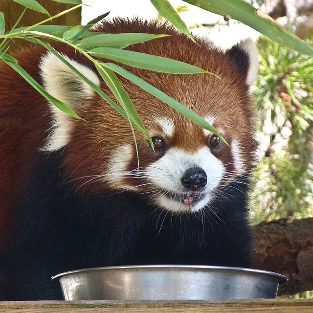 The joy of food