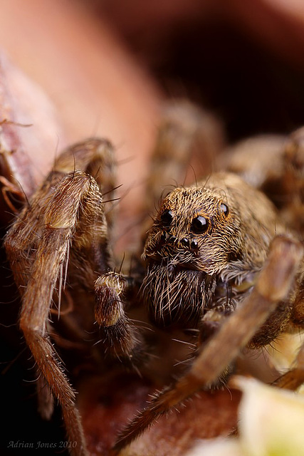 Wolf Spider