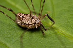 Harvestman