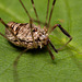 Harvestman