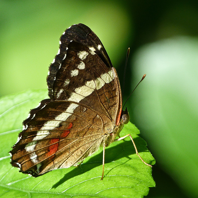 Banded Peacock or Fatima / Anartia Fatima