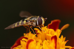 Hoverfly