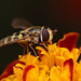 Hoverfly