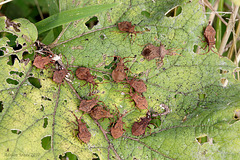 Coreus marginatus, nymphs and adult