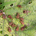 Coreus marginatus, nymphs and adult