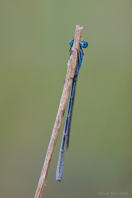 Common Blue Damselfly