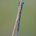 Common Blue Damselfly