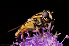 hoverfly_009