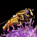 hoverfly_009