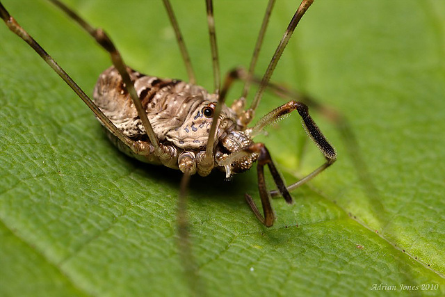 Harvestman