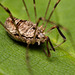 Harvestman