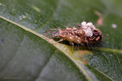 Lacewing  larva