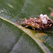 Lacewing  larva