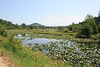 Lily pads