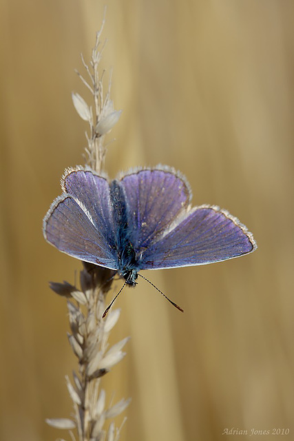 Common Blue Butterfly