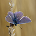 Common Blue Butterfly