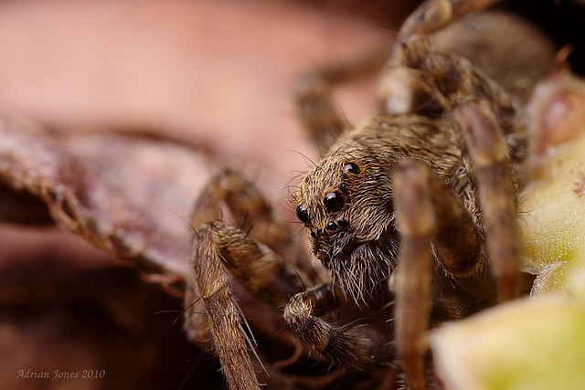 Wolf Spider