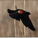 Red winged black bird *