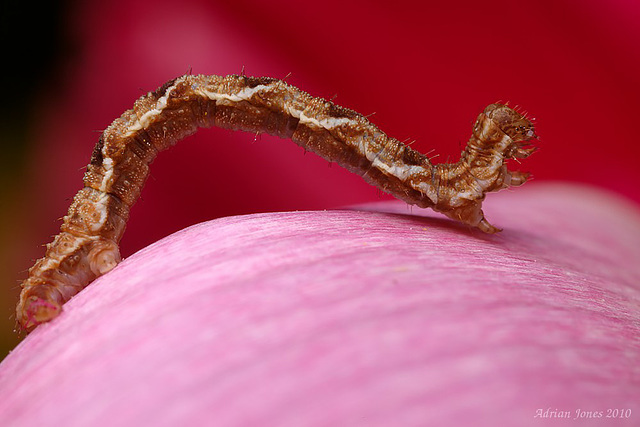 Geometrid Caterpillar