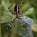 Wasp Spider (Argiope bruennichi)