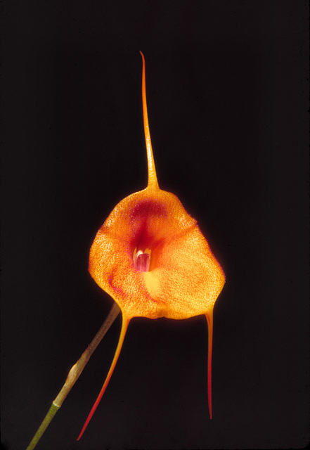 Masdevallia Angel Glow 'Jennifer'