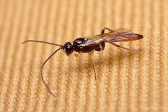 Tiny Wasp