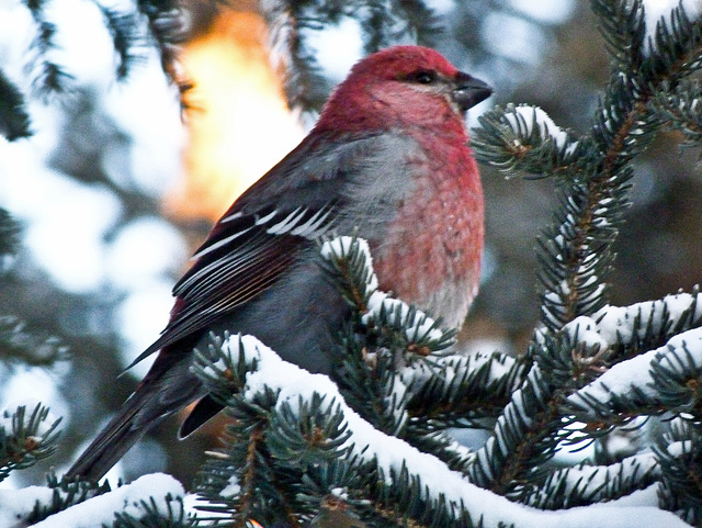 Pine Grosbeak male / Pinicola enucleator