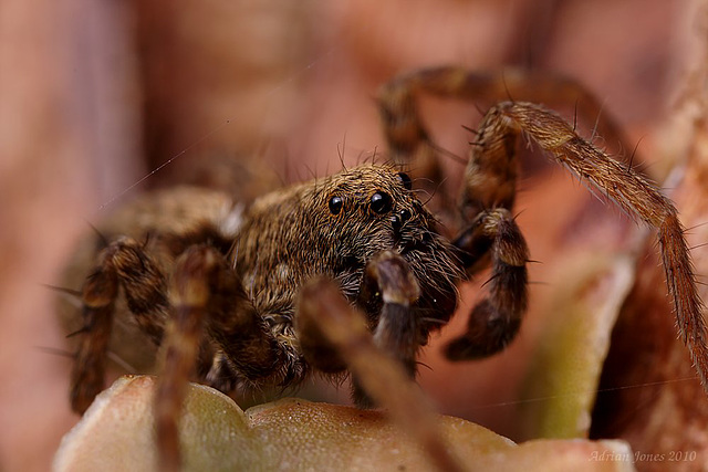 Wolf Spider