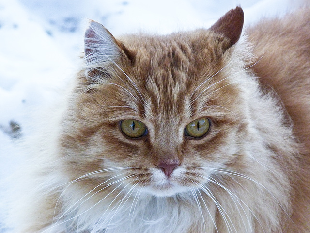 Farm cat