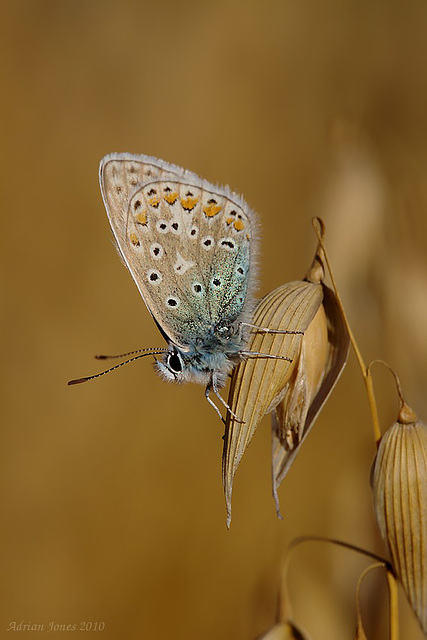 Common Blue Butterfly