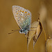 Common Blue Butterfly