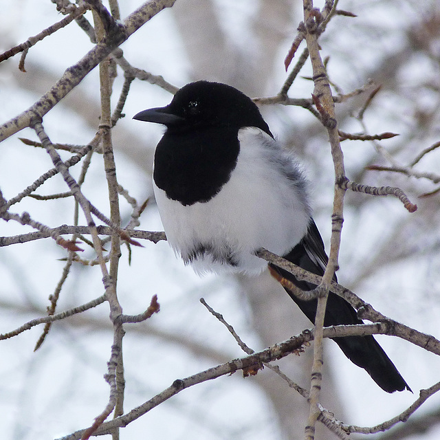 Black-billed Magpie