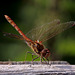 dragonfly_001