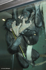 Bonobos in Bewegung (Wilhelma)