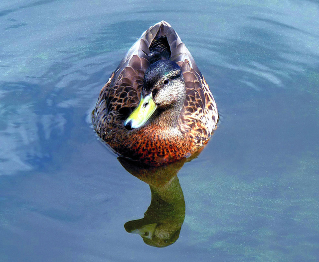 Mallard (Anas platyrhynchos).