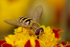 Hoverfly