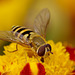 Hoverfly