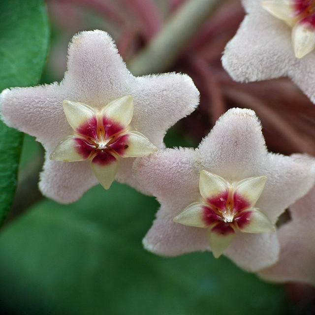 Hoya exquisiteness