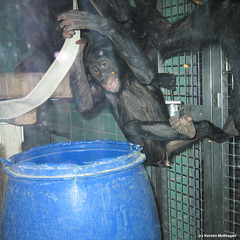 Bonobo in Bewegung (Wilhelma)