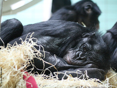 Bonobo-Chefin Kombote (Wilhelma)