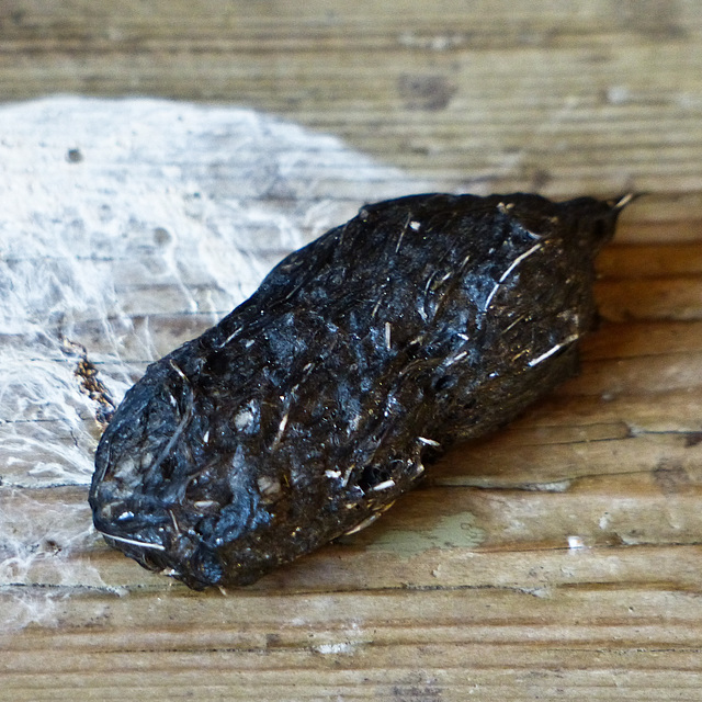 one advantage of collecting pellets is that