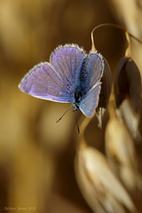 Common Blue Butterfly