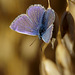 Common Blue Butterfly