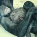Bonobomama Lina (Wilhelma)