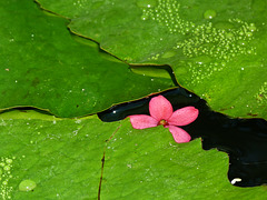 Amongst the Lily pads