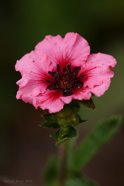 Potentilla "Miss Willmott"